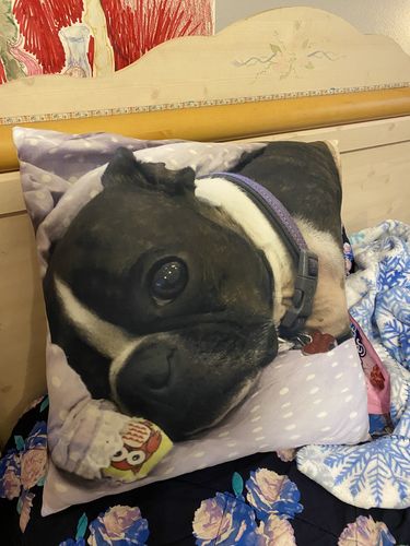Customer photo review of Create A Custom Dog Pillow