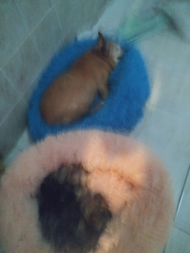 Customer photo review of Comfy Pet Bed Calming High Stretch Soft Faux Fur for Dogs Cats