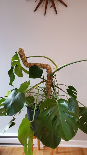 Customer photo of The Original Bendable Moss Pole™ - Best Seller (Pins Included) from Greg Q.