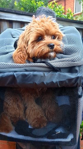 Customer photo review of All In One Pet Carrier Bag | Dog Bike Basket | Backpack for Dogs & Cats | Car Booster Seat