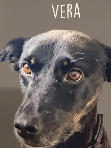 Customer photo review of Classic – Custom Pet Canvas