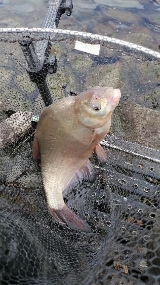 Customer photo review of VISORATE INTENZ POWER MONO 100m - 11 Opties