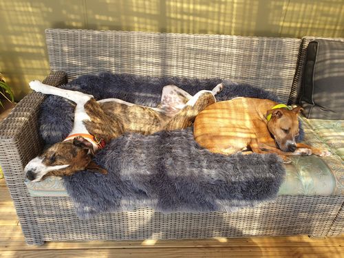 Customer photo review of Calming Couch Bed