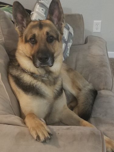 Customer photo review of Create A Custom Dog Pillow