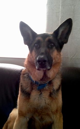 Customer photo review of Canine Cush Hip & Joint Chews