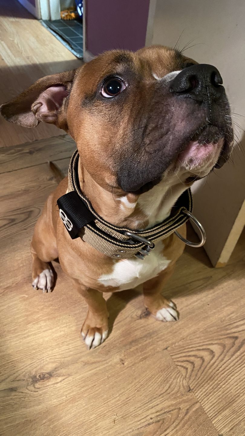 Customer photo review of Double Ended Training Lead | All Breeds - Durable & Soft 2m Lead - Military Tan