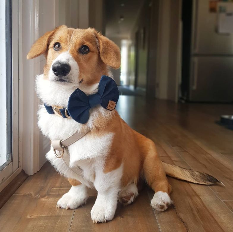 Customer photo review of HARNESS - Taupe