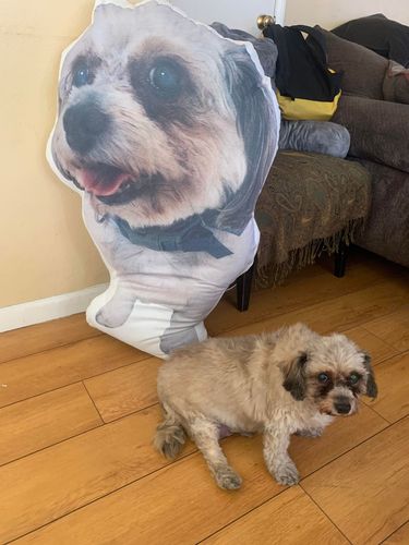 Customer photo review of Create A Custom Object Pillow