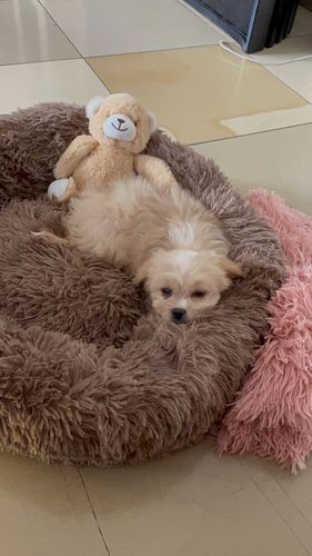 Customer photo review of Puppery Kuschelbett - Das Original