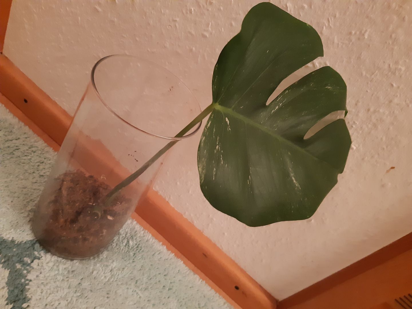 Customer photo review of MONSTERA BORSIGIANA VARIEGATA