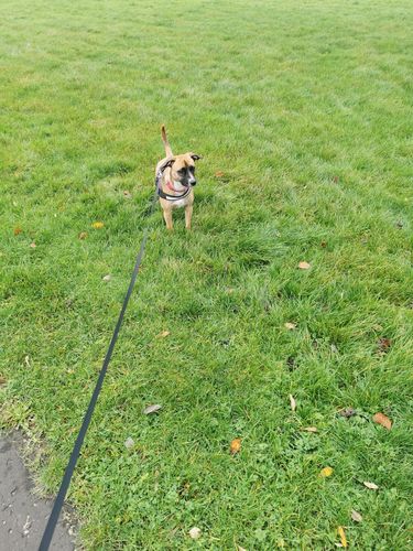 Customer photo review of Kong Trial Retractable Dog Lead