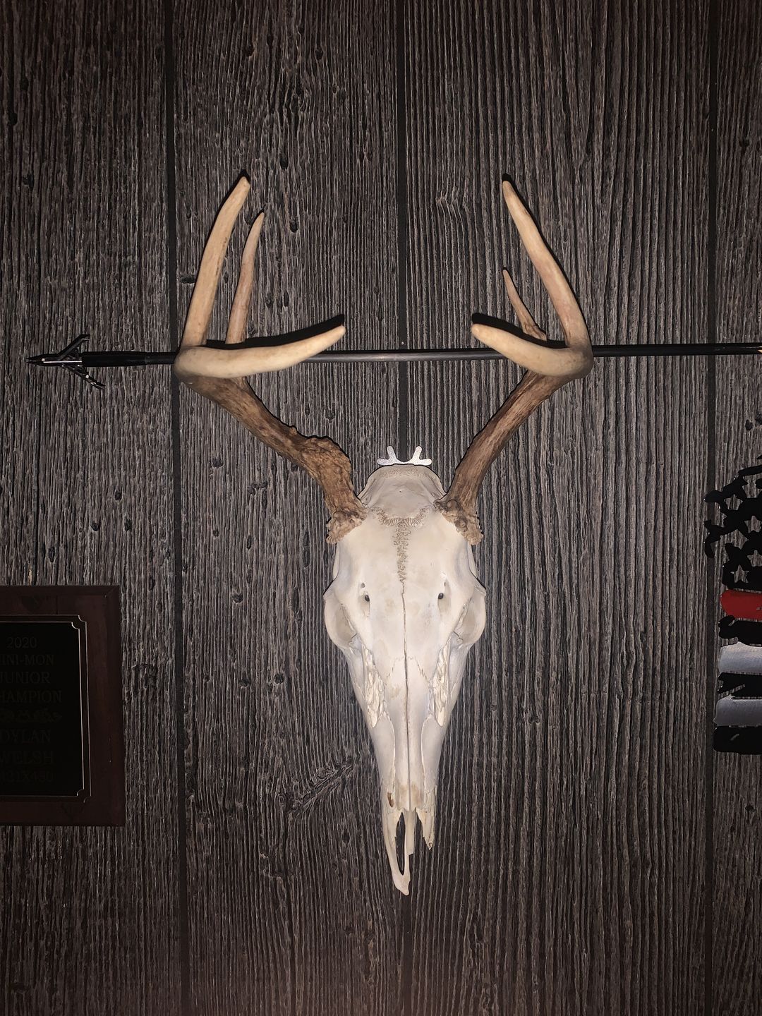 Customer photo review of European Trophy Mount - Small Hook - 3 PACK