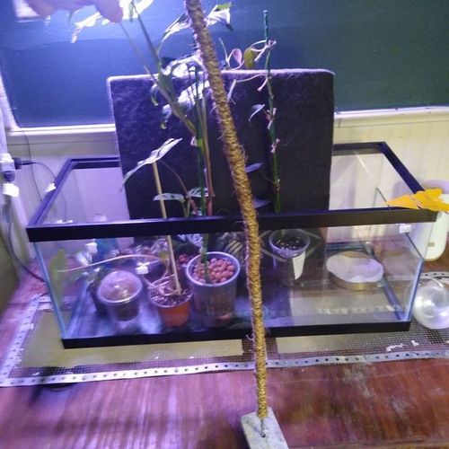 Customer photo of The Original Bendable Coir Pole™ - Best Seller (Tape Included) from Shawn