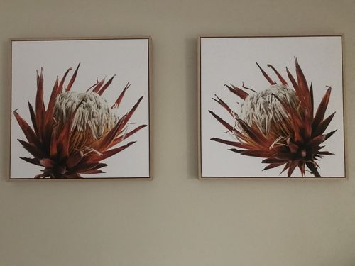 Customer photo review of Protea Growing Toward the Sun, Art Duo