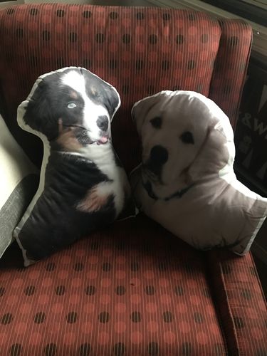 Customer photo review of Create A Custom Dog Pillow