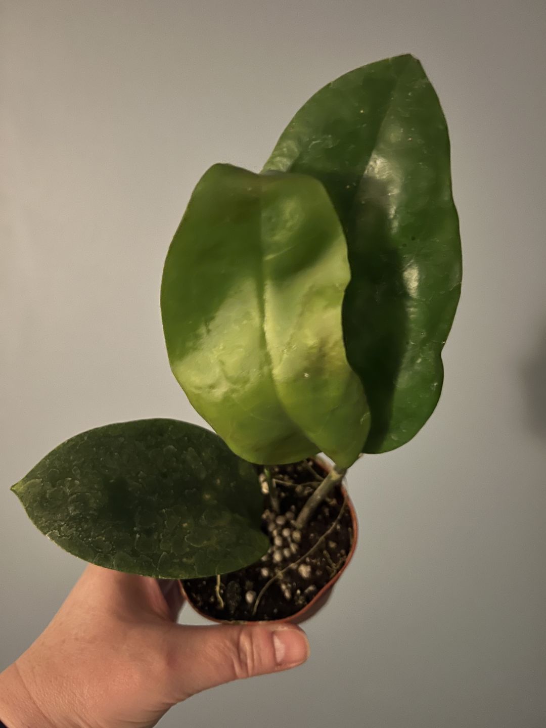 Customer photo review of 3" Hoya surigaoensis