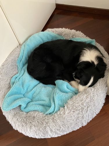 Customer photo review of Cuccia Antistress Per Pelosetti - Super Cucciolo®