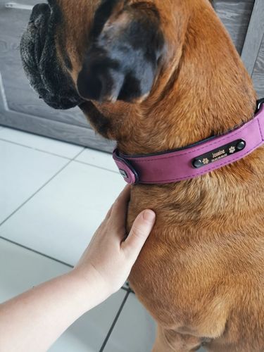 Customer photo review of Personalised Leather Dog Collar & Lead
