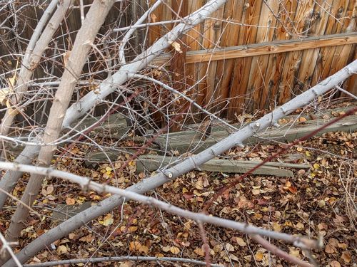 ultimate bark control reviews