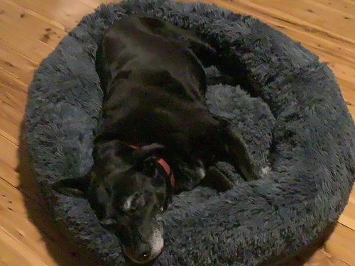 pawbarksit calming bed