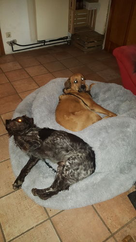 Customer photo review of Hundebett Kuschelwolke  mit kuscheligem Plüsch herausnehmbares Kissen einfarbig