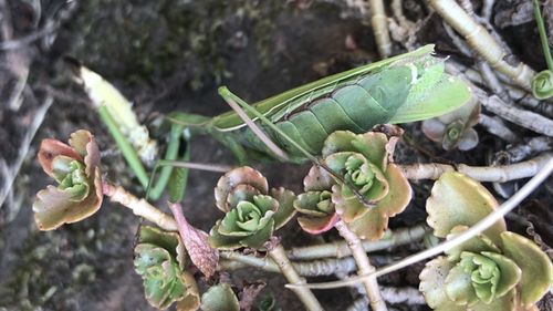 Customer photo review of BlackTasty™ Tierfutter aus Insekten