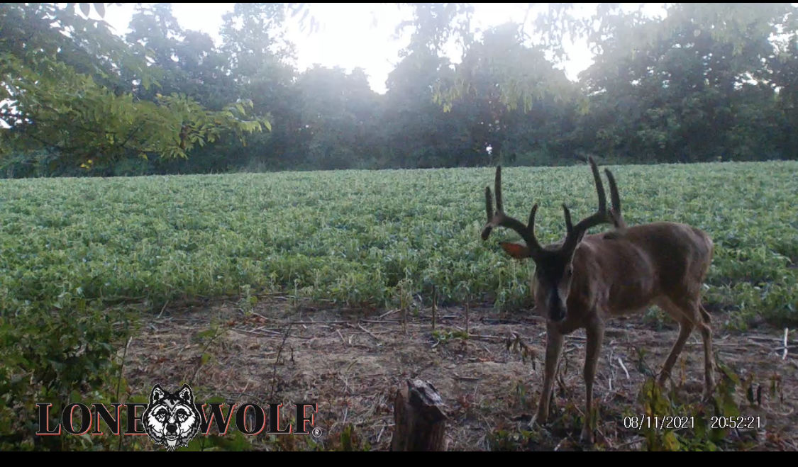 Customer photo review of Undercover™ Trail Camera