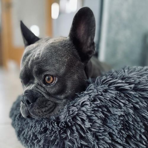 Customer photo review of Puppery Kuschelbett - Das Original