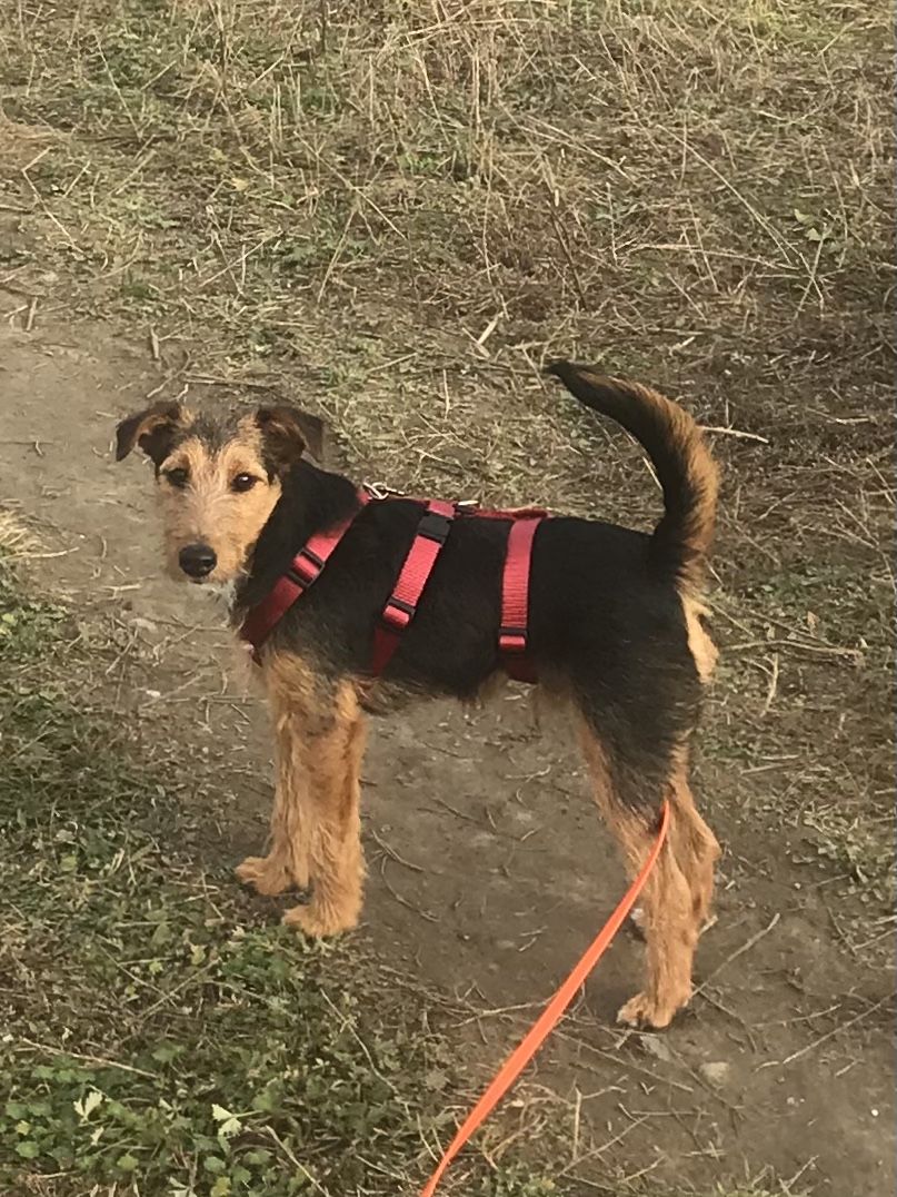 Customer photo review of COMFORT Panikgeschirr