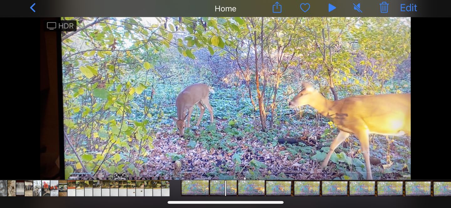 Customer photo review of Undercover™ Trail Camera