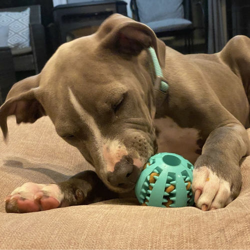 Customer photo review of Dog IQ Puzzle Ball