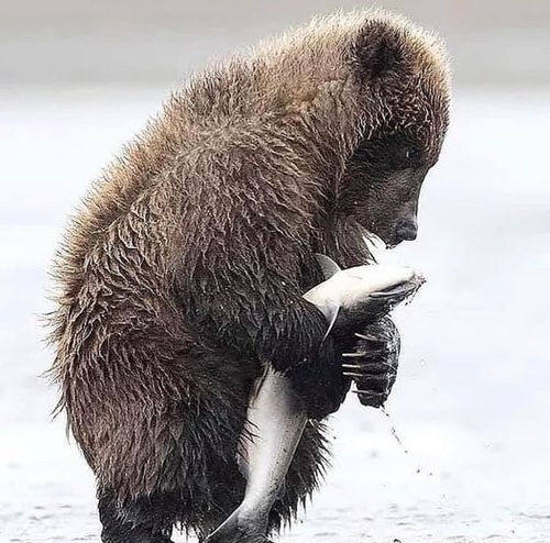 Customer photo review of Omega 3 Algenöl