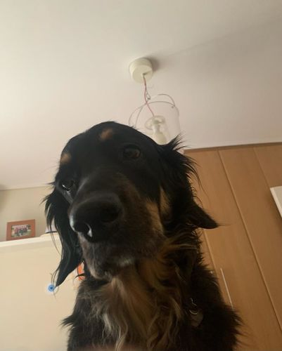 Customer photo review of Πορτραίτο Του Δικού Σας Κατοικίδιου - Πόστερ με κάδρο