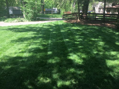 Customer photo review of GCI Turf Cool Blue Grass Seed