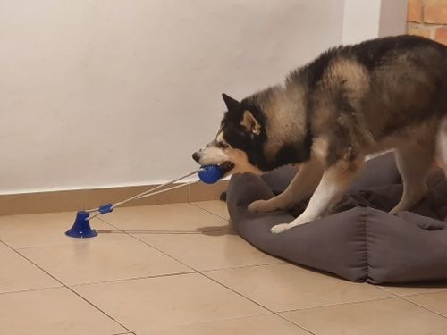 Customer photo review of 3 Pack Of Suction Cup Dog Tug Toys