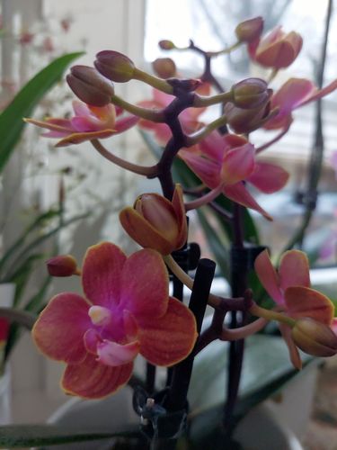 Customer photo review of Duftorchidee Dusty Belle mit orange-roten Blüten und 2 Stielen