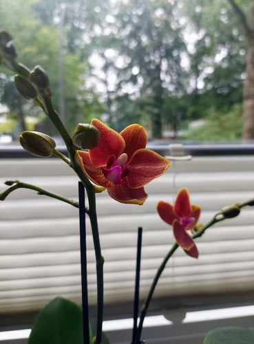 Customer photo review of Table Dance - Allen mit orangen Blüten und 2+ Stielen