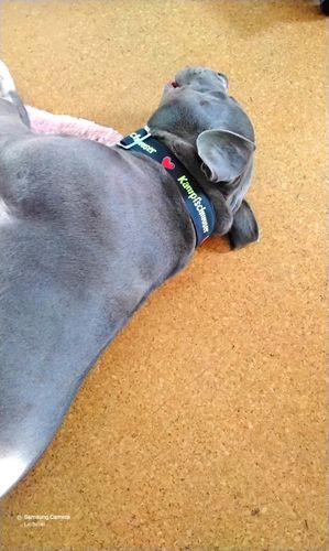 Customer photo review of Kampfschmuser - Hundehalsband