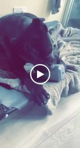 Customer video review of The Fenrir Hammer