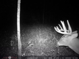 Customer photo review of Undercover™ Trail Camera