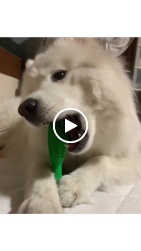 Customer video review of World's Most Effective Dog Toothbrush & Toothpaste Set