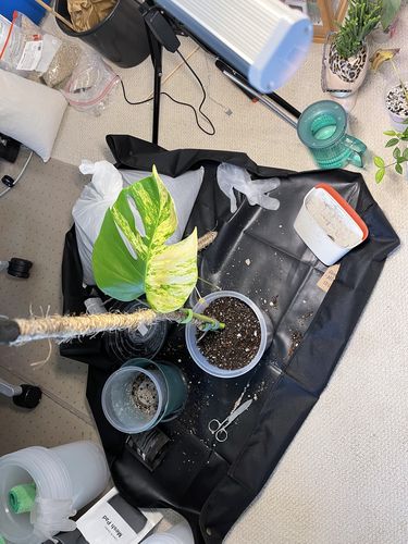 Customer photo of Value Deal! COIR POLE ULTIMATE STARTER PACK - Best Seller - For Climbing Plants - Plant Support - Hand Made Coir Pole - Premium Coir Pole from Toni B.