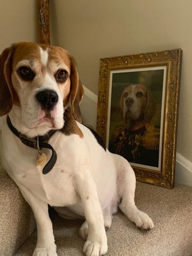 Customer photo review of The General - Custom Vintage Pet Portrait