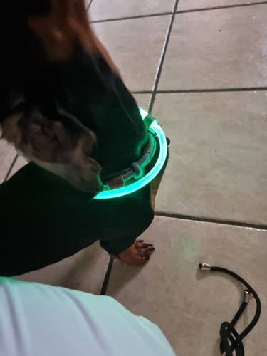 Customer photo review of LED Hunde Leuchtband  Grün 20- 70cm Hundehalsband