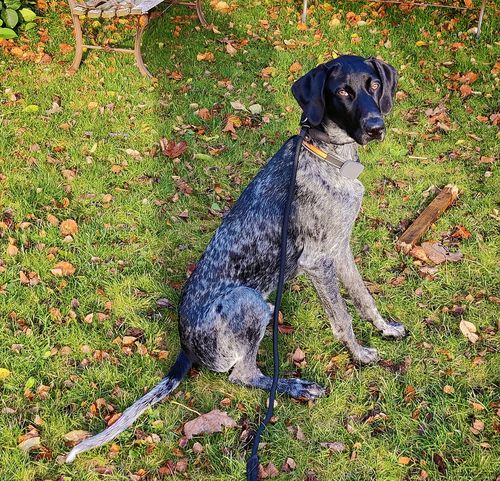 Customer photo review of Ragnar Slip Leash