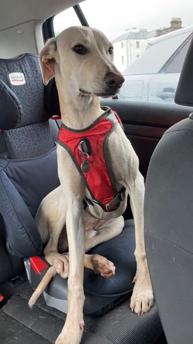 whippet car harness