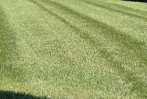 Customer photo review of Protene Performance Fall Fertilizer