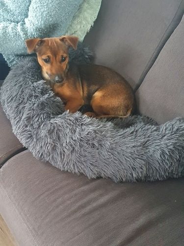 pawbarksit calming bed