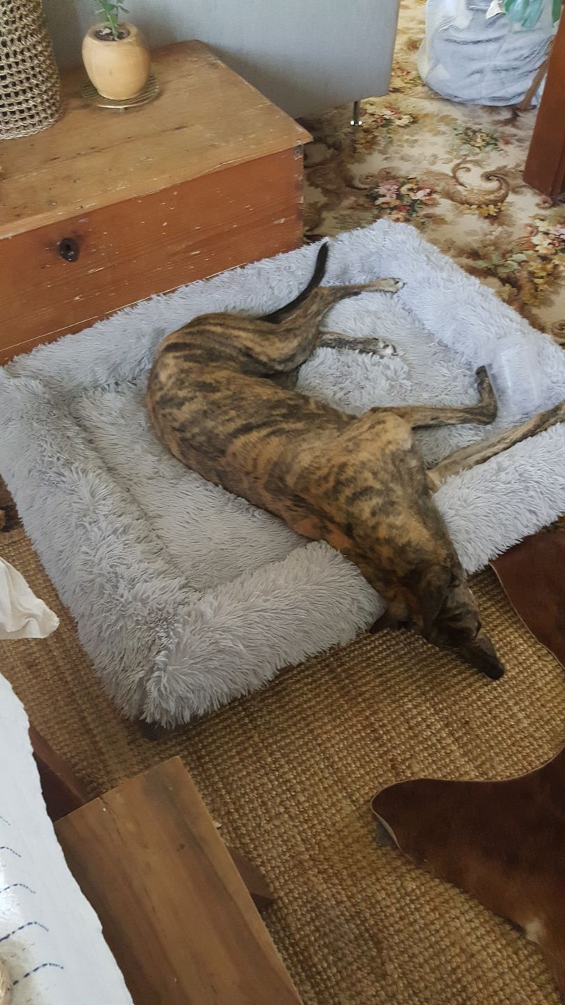 Customer photo review of Calming Bed Cover for Kangaroo Bed