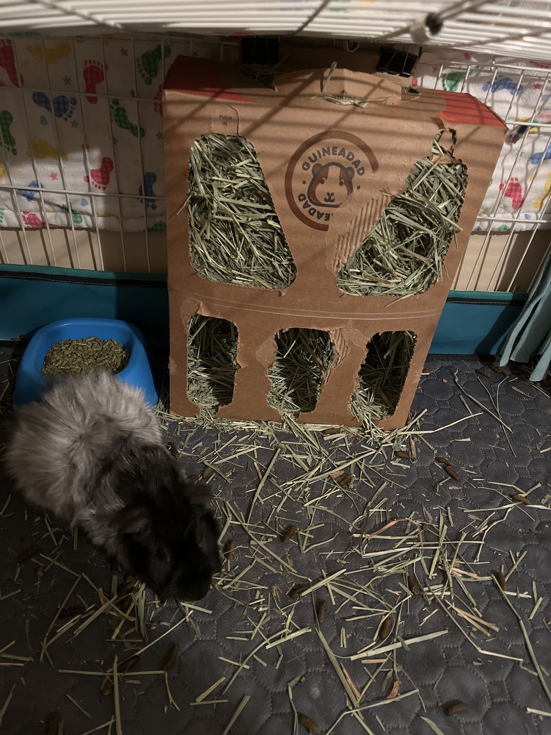 Customer photo review of GuineaDad Nourish Series - Orchard Hay for Guinea Pigs (3 Pack)